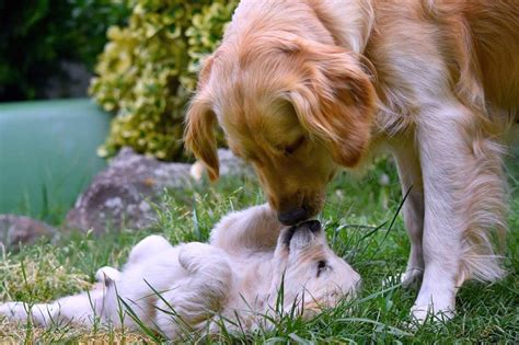 nikki and puppy 2018 – Calréad Kennels