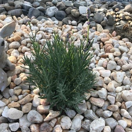 Personalized Munstead Lavender Care: Water, Light, Nutrients | Greg App