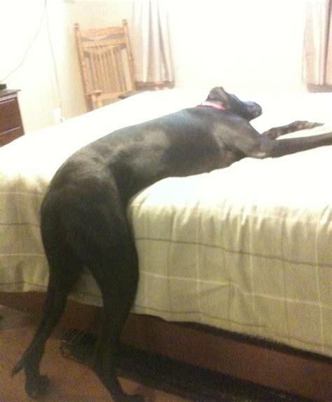 The 10 Most Awkward Great Dane Sleeping Positions