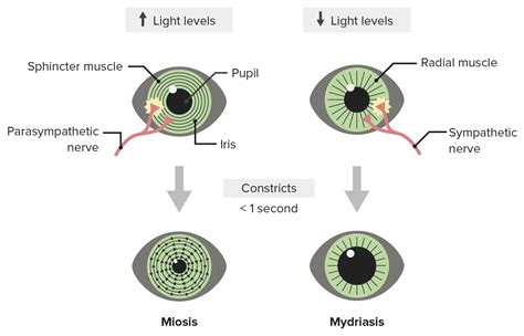 Corneal Light Reflex Abnormal Findings