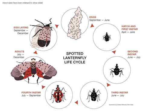 Spotted Lanternfly