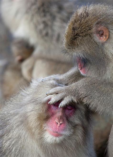 Japanese Macaque Monkey Dominant Grooming Photograph by Paul D Stewart ...