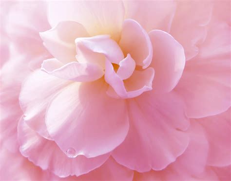 Pink Pastel Begonia Flower Photograph by Jennie Marie Schell - Fine Art America