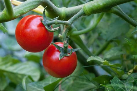 How to Grow and Care for Cherry Tomatoes