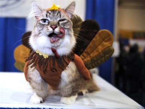 Felines Taking Part in All The Thanksgiving Fun – Meowingtons