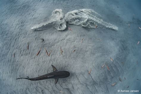 Australian Geographic Nature Photographer of the Year competition: The winning images - ABC News