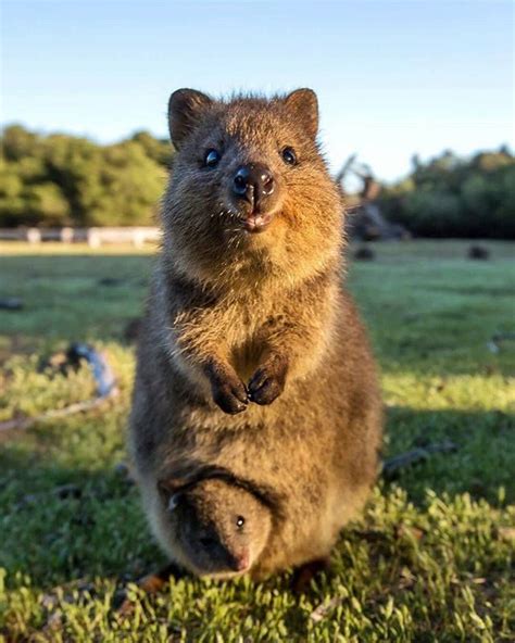 The Quokka is a marsupial. The baby is poking its head out of it's mother's pouch | Cute animals ...