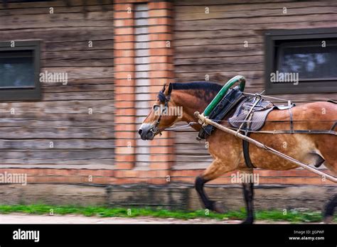 Horse Yoke High Resolution Stock Photography and Images - Alamy