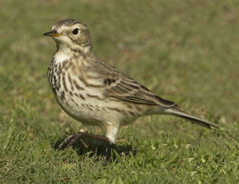 American Pipit | San Diego Bird Spot