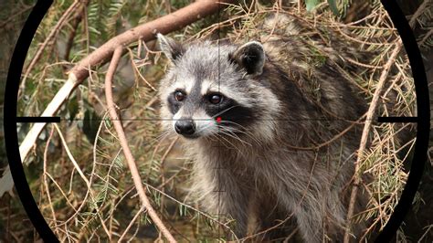 A Beginners Guide to Raccoon Hunting - eatingthewild.com