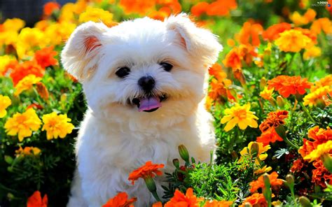 Flowers, color, White, Maltese, doggy - Dogs wallpapers: 2560x1600