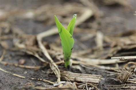 Nebraska Corn Kernels: Stages of Growth: Planting