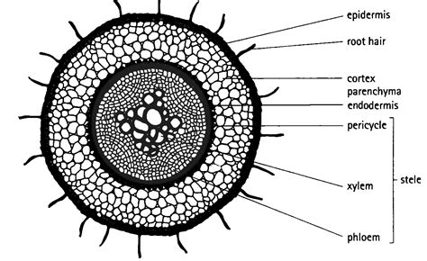 Root Anatomy | Plant Systems