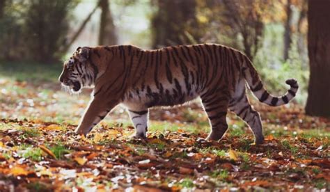 Facts About Tigers' Habitat | Teaching Wiki - Twinkl