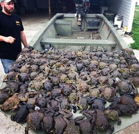 18 best Giggin images on Pinterest | Frogs, Hunting and Deer hunting