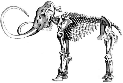 Woolly Mammoth Skeleton Drawing by English School - Fine Art America