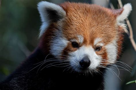 Welcome Jackie the red panda! - Zoo Atlanta