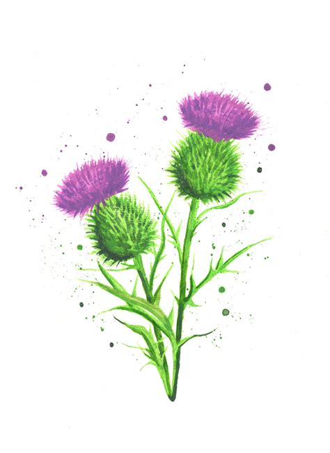 Thistle print thistle art scottish thistle thistle | Etsy