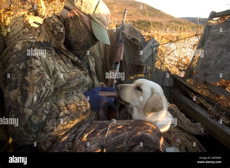 A duck hunter shows a duck call to a Labrador retriever while hunting ...