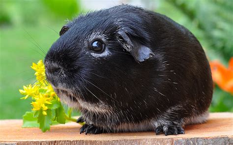 Black And White Guinea Pig Names - 250 Awesome Ideas For Naming Your ...