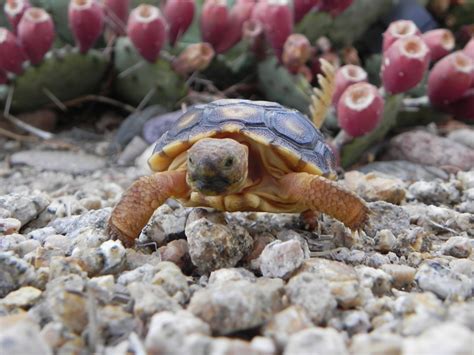 Baby Sonoran Desert Tortoise [IMAGE] | EurekAlert! Science News Releases