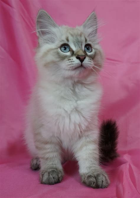 Kittens For Sale - Siberian Cats