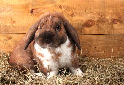 Elever un lapin bélier | Pratique.fr