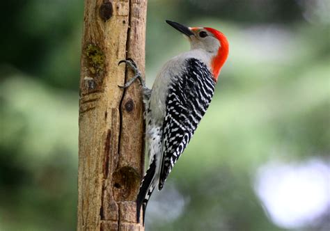 red-bellied woodpecker | Should've Used Twitter