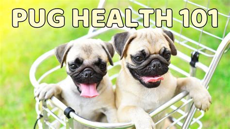 Pug Health 101: Common Issues and How to Care for Your Pup | Pet Adventure TV – HousePetsCare.com