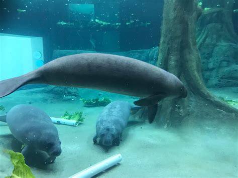 Meet the Manatees - The Bishop Museum of Science and Nature