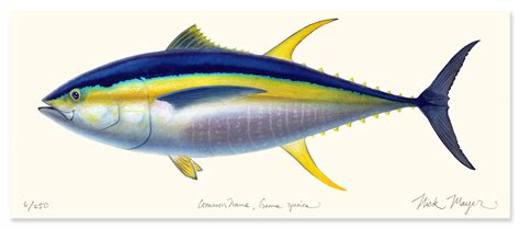 Yellowfin Tuna Masterwork Canvas – Nick Mayer Art