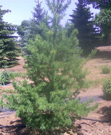 Tamarack Pine Tree | Farm Nursery Sale MN | Arbor Hill Tree Farm