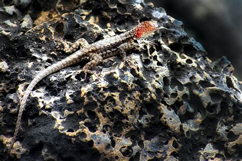 Free stock photo of endemic species, EspaÃ±ola Island Galapagos, EspaÃ±ola Lava Lizard
