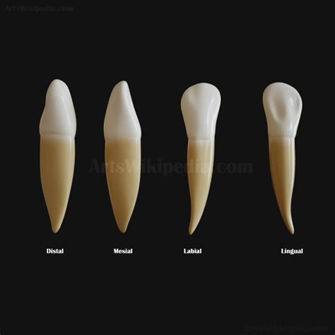 3D Permanent Mandibular Canine