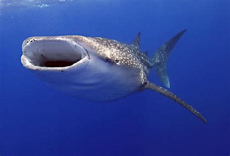Funny whale shark |Funny Animal