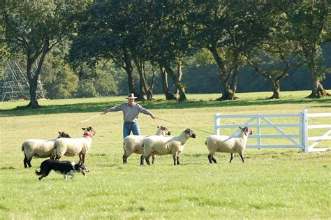 Sheep Dog Fun: International Sheep Dog Trials 2012