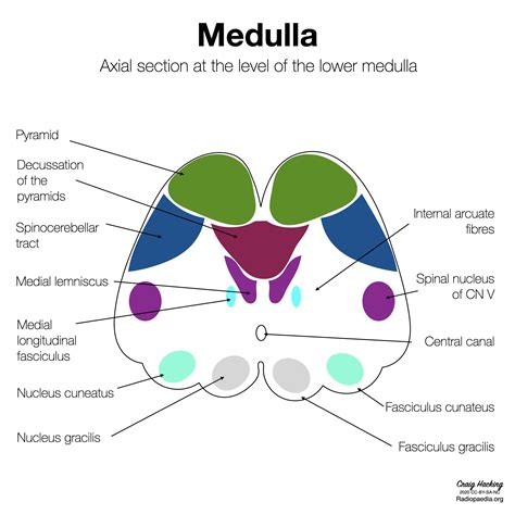 Medial Lemniscus Medulla