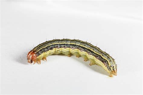 Fall Armyworm Control in Pastures - Eastland