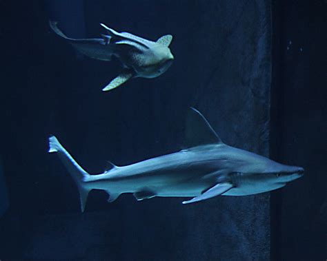 Sharks - London Aquarium | Sharks - London Aquarium - 17th M… | Flickr