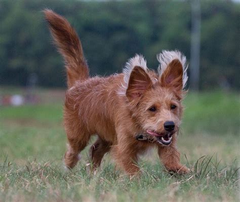 Corgipoo: Corgi & Poodle. - The Dogman