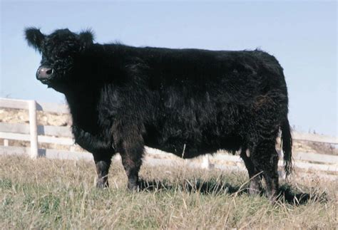 Galloway Cattle Info, Size, Lifespan, Uses, and Pictures