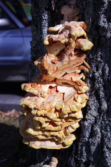 meeyauw's Photo A Day: Sulphur Shelf Mushroom