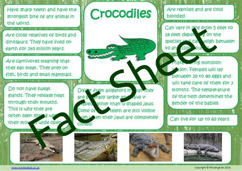 Crocodile Facts - MindingKids