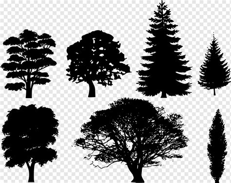 Zeichnung Baum Silhouette immergrün, Wald, Kunst, Schwarz und weiß, Ast png | PNGWing