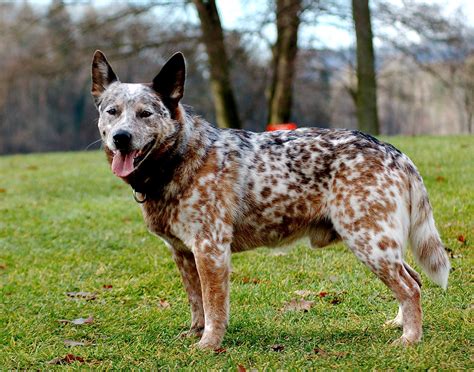 Red and blue heeler | Canis lupus hominis