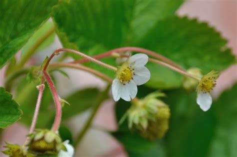 Strawberry blossom Free Photo Download | FreeImages