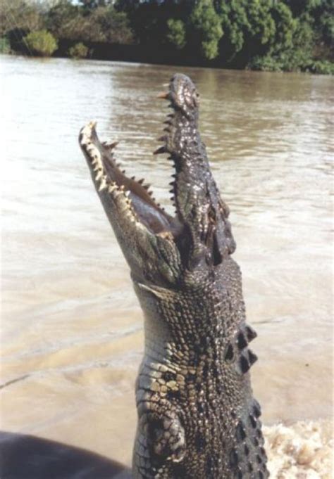 Saltwater Crocodile | Saltwater crocodile, Crocodiles, Crocodile