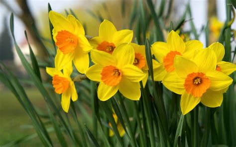 Daffodils Wallpapers - Wallpaper Cave