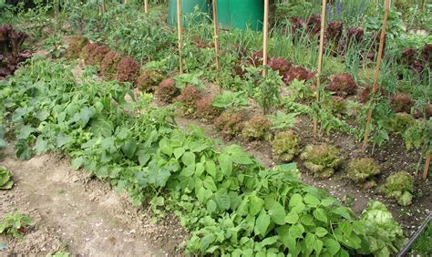 Gemüsegarten anlegen und planen - Mein schöner Garten