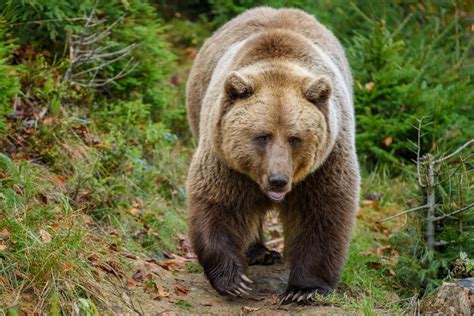 Tragic Bear Attack in Banff National Park: The Importance of Carrying ...